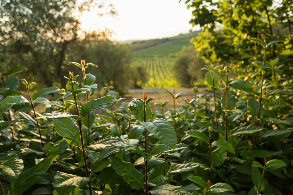 Tenuta Di Monaciano Ponte A Bozzone Экстерьер фото
