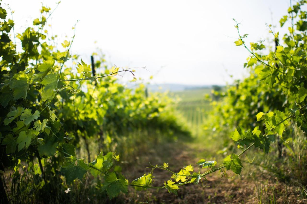 Tenuta Di Monaciano Ponte A Bozzone Экстерьер фото